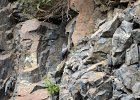 Rotskruiper (Wallcreeper) (Tichodroma muraria) - Yolin Am 22-08-2016 (7)